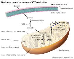 Unlocking the Power of ATP: The Cellular Energy Currency