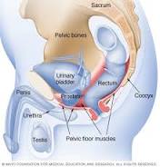 kegel exercises
