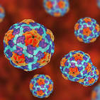 hepatitis a