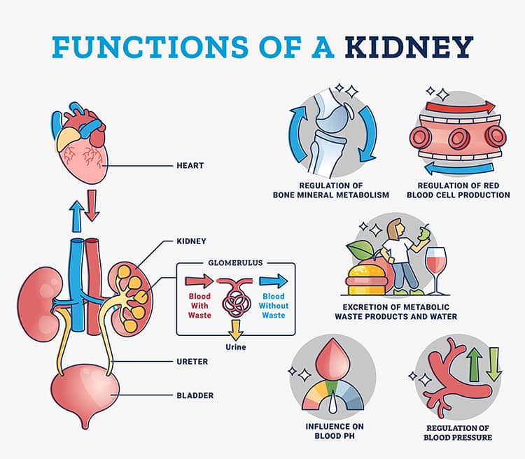 Unveiling the Stealthy Menace: Navigating Kidney Disease Awareness